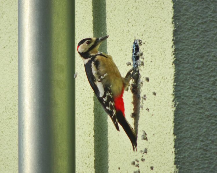 How to Prevent Woodpeckers from Damaging Wood Siding 